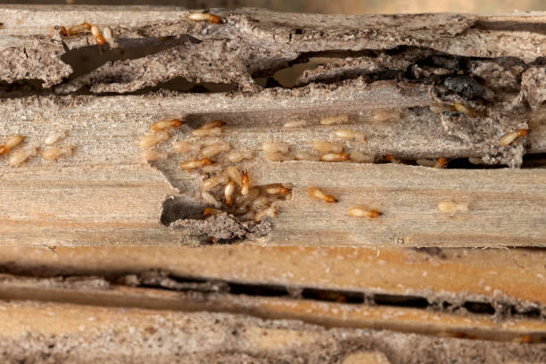Best Mosquito Control Services  in Parlier, CA