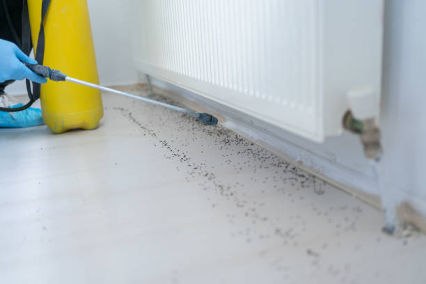 Best Rat Extermination Near Me  in Parlier, CA